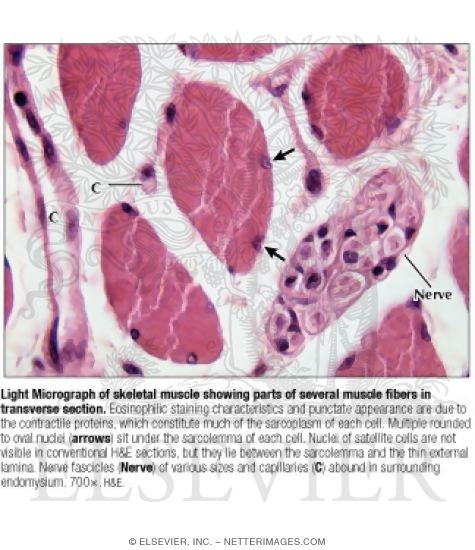 Light Micrograph Of Skeletal Muscle Showing Parts Of Several