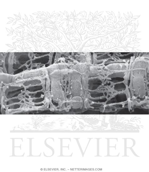 High-Resolution Scanning Electron Micrograph (HRSEM) Showing the Spatial
Arrangement of the Sarcotubular System and Mitochondria In a Skeletal Muscle Fiber