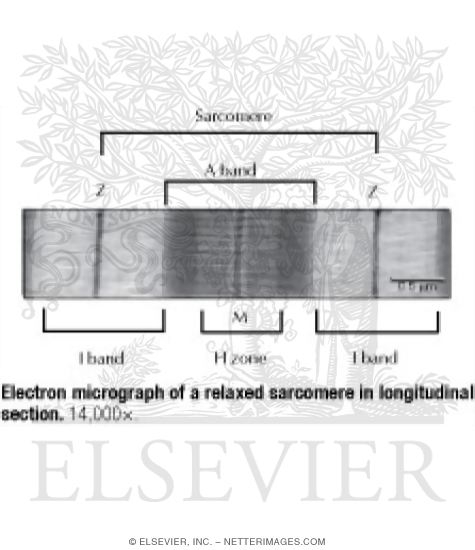 Electron Micrograph of a Relaxed Sarcomere In Longitudinal ...