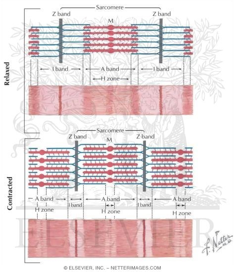 Muscle Contraction and Relaxation