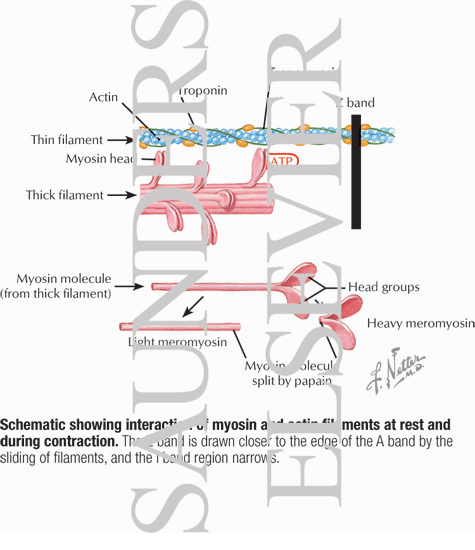 Schematic Showing Interaction of Myosin and Actin Filaments at Rest and During Contraction