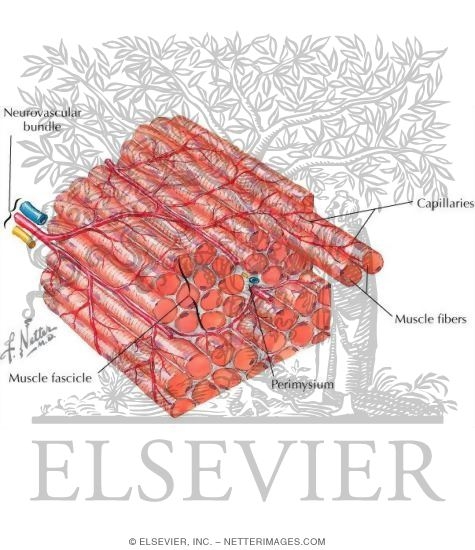 Electron Micrograph of Skeletal Muscle In Transverse Section
