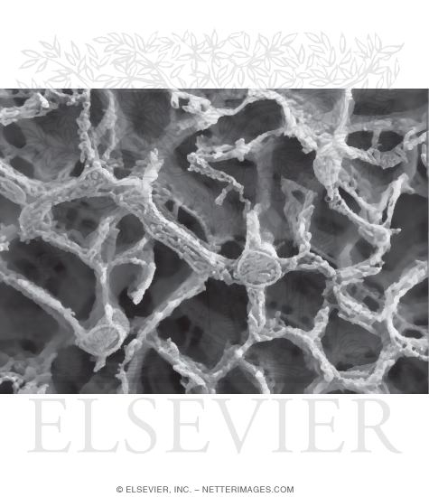 High Resolution Scanning Electron Micrograph of Part of a Type IIA (Intermediate) Fiber Fractured In the Transverse Plane