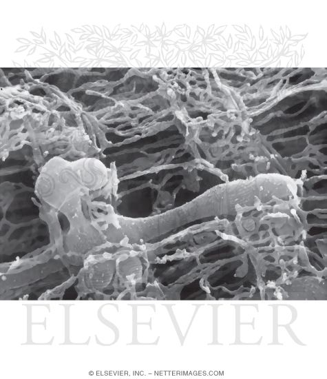 Watermarked preview of unlabeled image: High Resolution Scanning Electron Micrograph of Part of a Type IIA (Intermediate) Fiber Fractured In the Longitudinal Plane