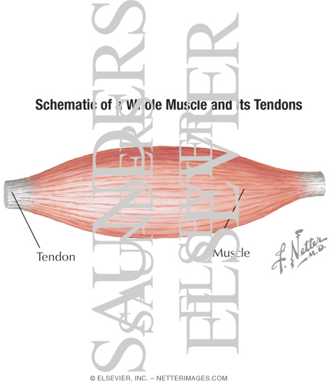 Schematic of a Whole Muscle and Its Tendons With Light Micrograph of Biology Diagrams