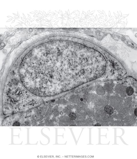 Electron Micrograph of a Satellite Cell In Fetal Skeletal Muscle