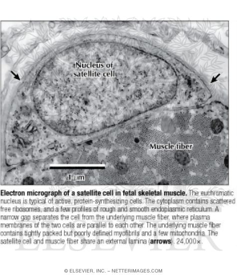 Electron Micrograph of a Satellite Cell In Fetal Skeletal Muscle