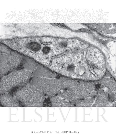 Electron Micrograph of a Satellite Cell In Adult Skeletal Muscle