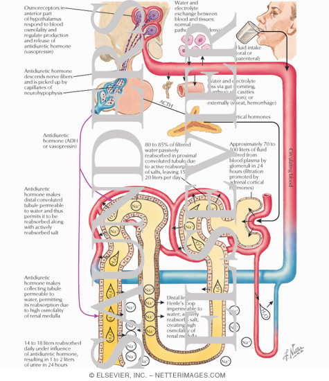 Watermarked preview of labeled image: Secretion and Action of Vasopressin