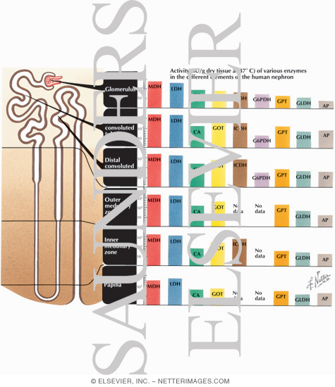 Watermarked preview of labeled image: Enzymology of the Nephron