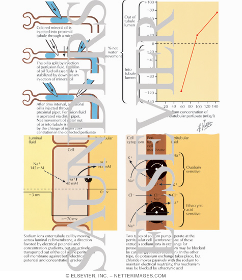Watermarked preview of labeled image: Sodium, Chloride, and Potassium Transport