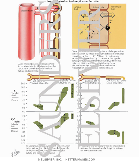 Watermarked preview of labeled image: Normal Potassium Reabsorption and Secretion