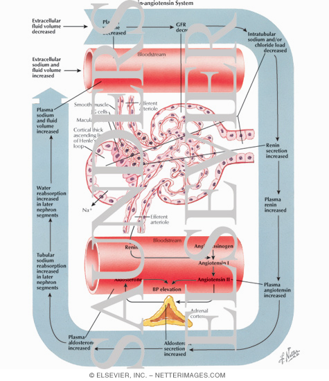 Renin-Angiotensin System