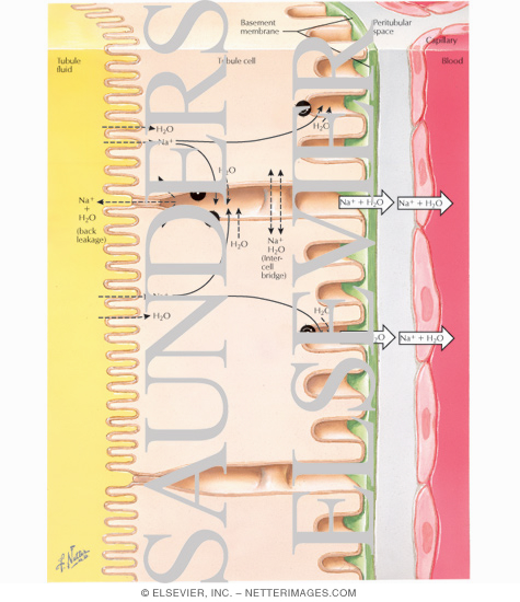 Watermarked preview of labeled image: Sodium, Chloride, and Potassium Transport