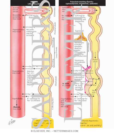 Watermarked preview of labeled image: Diuretics - Thiazides; Potassium - Retaining Diuretics