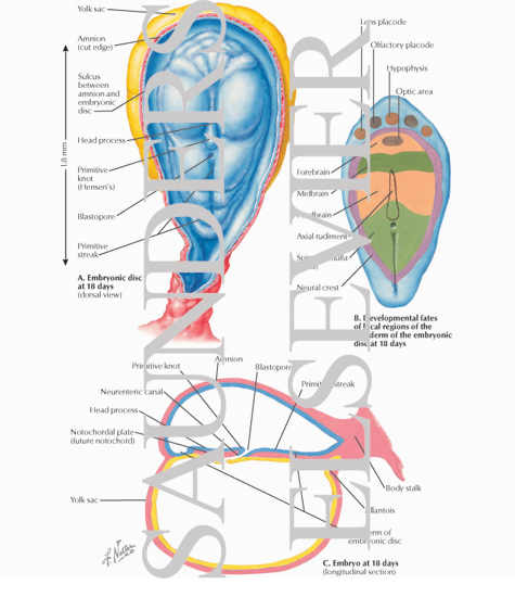 Embryonic Development
