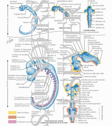 Watermarked preview of labeled image: Formation of the Brain