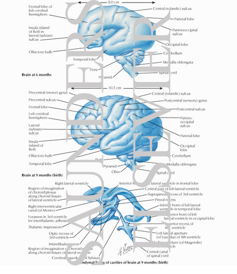Cerebral Hemisphere Formation