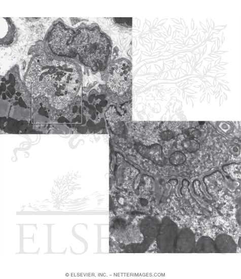 Electron Micrograph of a Neuromuscular Junction In Skeletal Muscle With Electron Micrograph of Part of a Neuromuscular Junction In Skeletal Muscle at Higher Magnification
