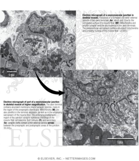 Electron Micrograph of a Neuromuscular Junction In Skeletal Muscle With Electron Micrograph of Part of a Neuromuscular Junction In Skeletal Muscle at Higher Magnification