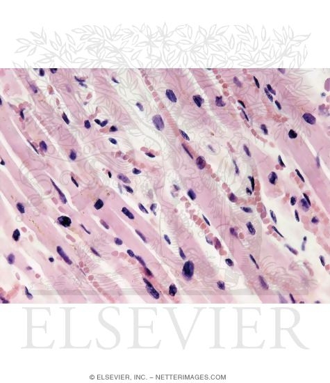 Longitudinal Section of Cardiac Muscle