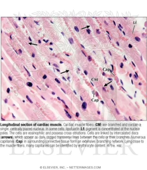 Longitudinal Section Of Cardiac Muscle