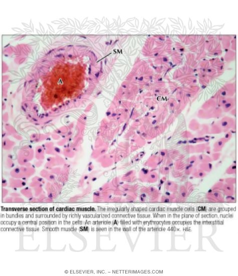 Transverse Section Of Cardiac Muscle