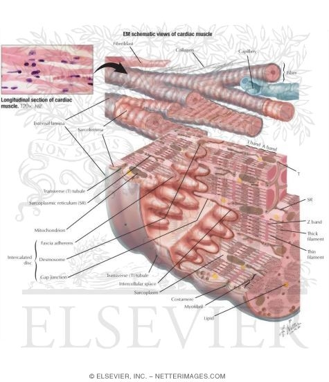 Histology Of The Myocardium Schematic Views Of Cardiac Muscle