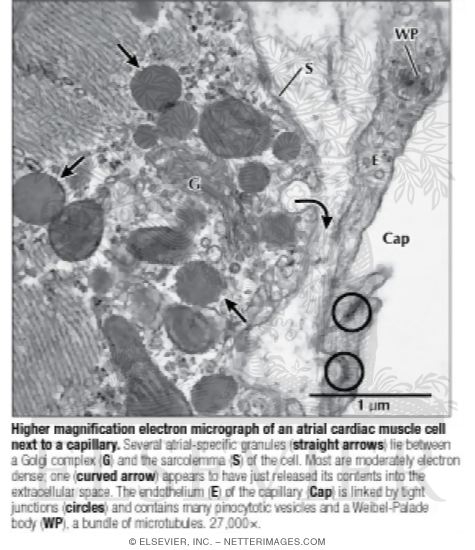 Higher Magnification Electron Micrograph Of An Atrial Cardiac