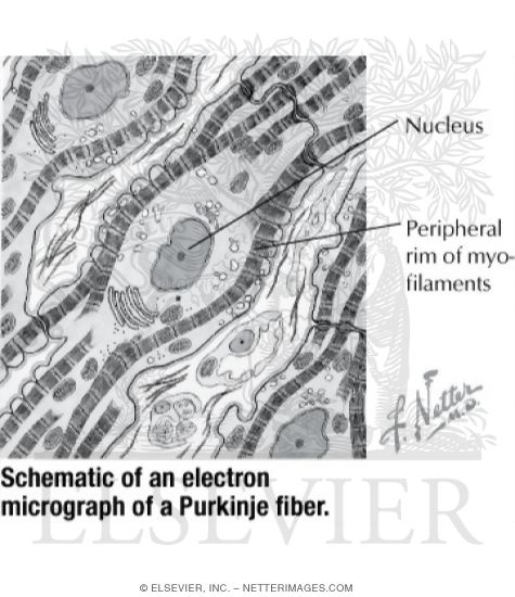 Watermarked preview of labeled image: Schematic of an Electron Micrograph of a Purkinje Fiber