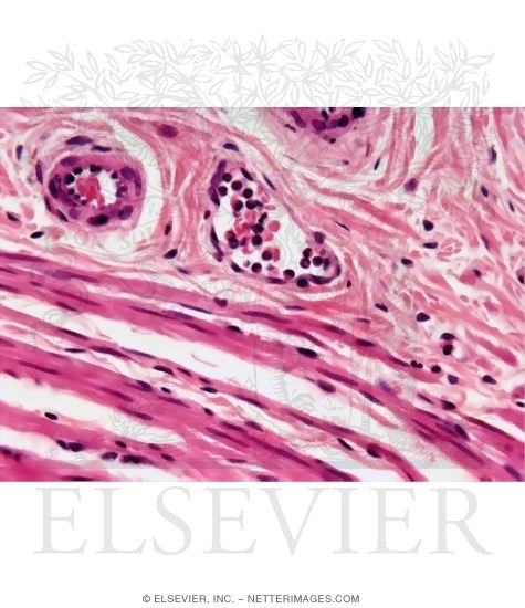 Light Micrograph of the Wall of the Ureter Showing Organization of Vascular and Visceral Smooth Muscle
