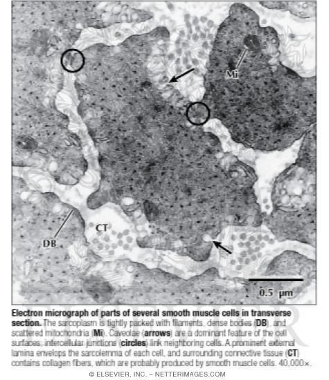 Electron Micrograph of Parts of Several Smooth Muscle Cells In Transverse Section