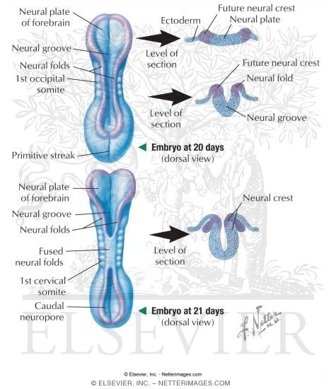Watermarked preview of labeled image: Neurulation
