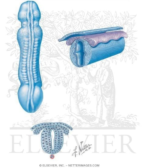 Watermarked preview of unlabeled image: Nervous Tissue of Embryo at 24 Days and 4 Weeks