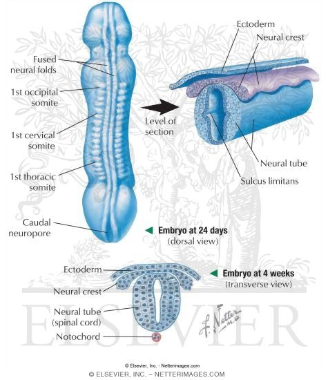 Watermarked preview of labeled image: Nervous Tissue of Embryo at 24 Days and 4 Weeks