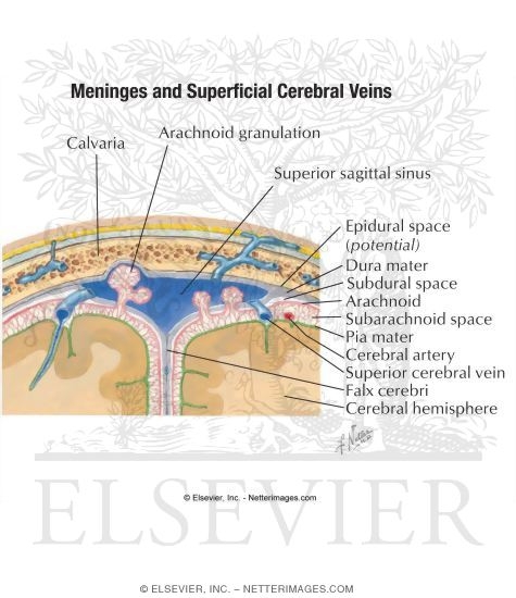 Meninges And Superficial Cerebral Veins