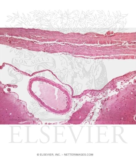 Light Micrograph (LM) of the Meninges Covering the Monkey Brain