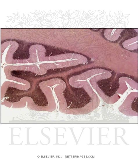 Watermarked preview of unlabeled image: Light Micrograph of the Cerebellum Showing Its Corrugated Surface