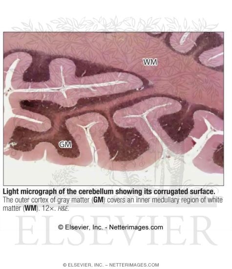 Watermarked preview of labeled image: Light Micrograph of the Cerebellum Showing Its Corrugated Surface