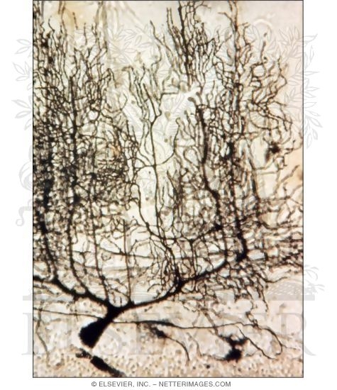 Light Micrograph of a Purkinje Cell In the Cerebellar Cortex