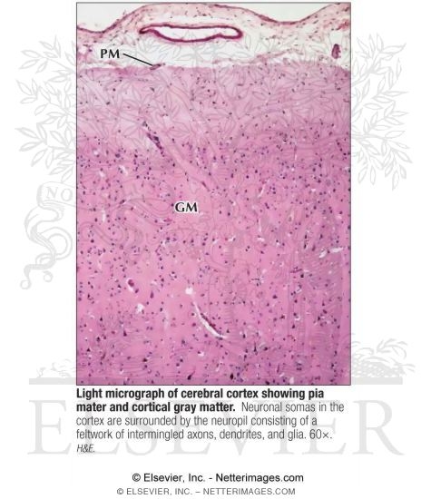 Light Micrograph of Cerebral Cortex Showing Pia Mater and Cortical Gray Matter