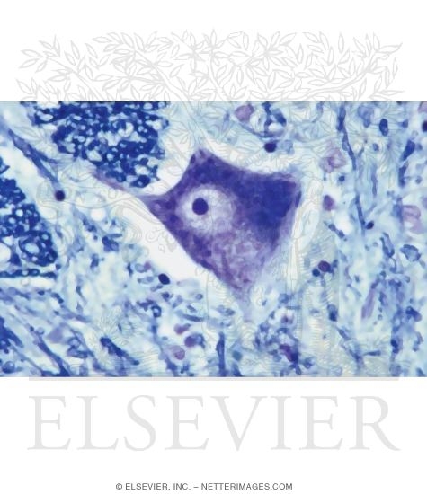 Watermarked preview of unlabeled image: Light Micrograph of Part of the Spinal Cord