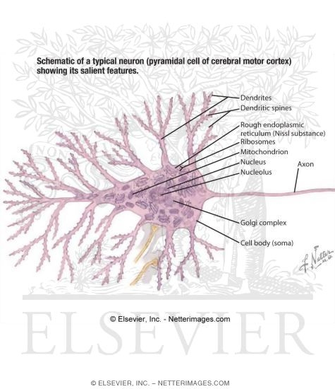 Neuronal Structure
