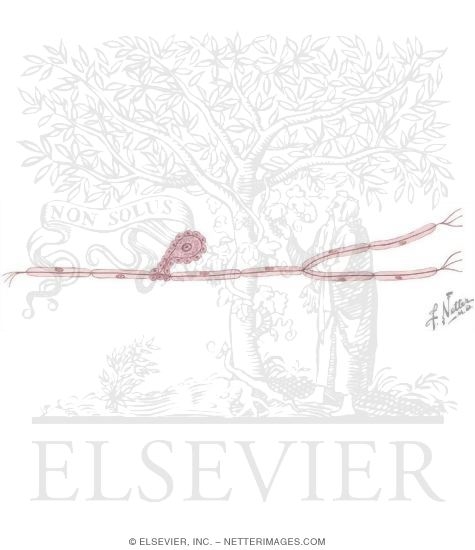 Watermarked preview of unlabeled image: Schematic of a Typical Myelinated Pseudounipolar Neuron