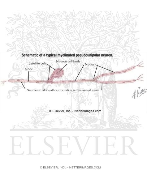 Schematic of a Typical Myelinated Pseudounipolar Neuron