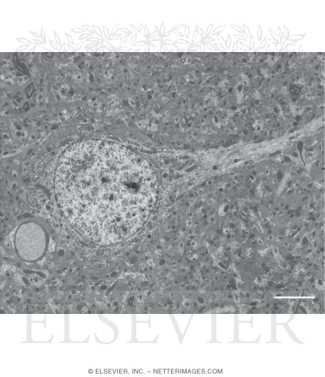 Electron Micrograph (EM) of Part of the Cerebral Cortex Showing Typical Features of a Neuron In Gray Matter