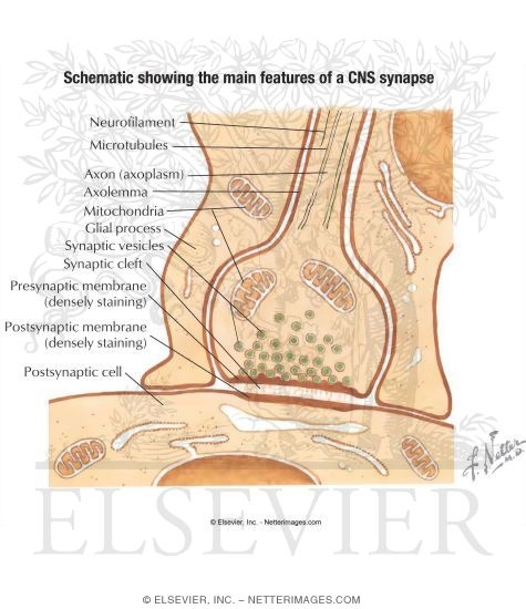Schematic Showing the Main Features of a CNS Synapse