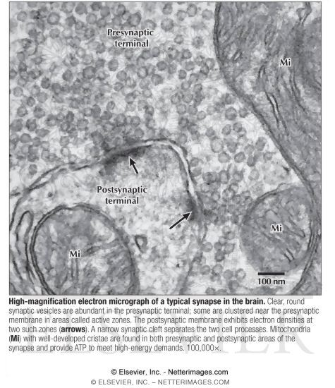Watermarked preview of labeled image: High Magnification Electron Micrograph of a Typical Synapse In the Brain