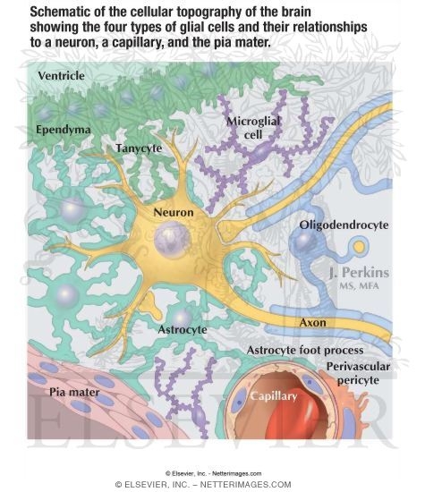 Glial Cell Types