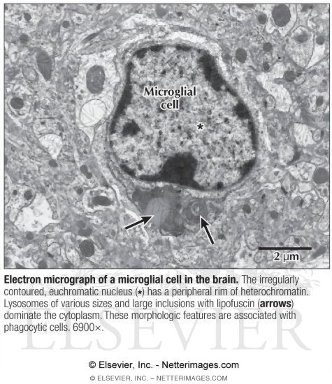 Watermarked preview of labeled image: Electron Micrograph of a Microglial Cell In the Brain